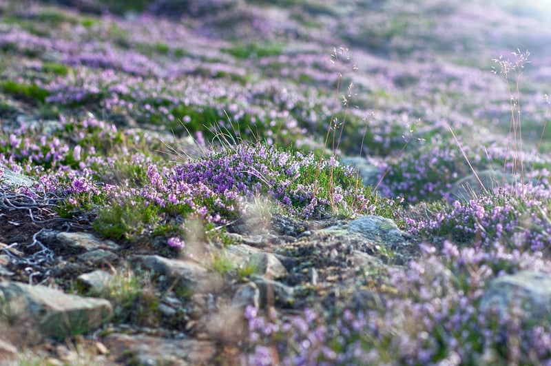 Mystic Meadows