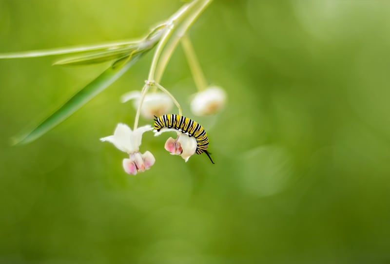 Whimsical garden with flowers and butterfly